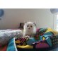 Sweet Malin´s Amiko, Ragdoll - Kater