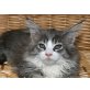 Sweet Nala, Maine Coon - Katze