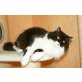 Sweet Summer, Britisch Langhaar - Katze
