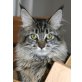 Sweetheart, Maine Coon - Katze