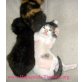 Sweetie + Kitten, EKH Mix - Katze