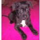 Sweetie, Yorkshire-Zwergschnauzer-Mix Welpen - Rüde