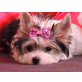 Sweety, Biewer Yorkshire Terrier a la pon pom - Hündin