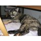 Sweety, Hauskatze Mischling/Schildpatt - Katze