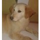 Sweety, Mischling Welpen - Hündin