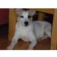 Sweety, Pflegestelle Mondsee,, Pinscher-Bulldoggenmix - Hündin