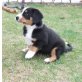 Swissy-Dog Welpen - Hündin
