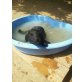 Sybil, Labradormix - Hündin