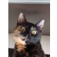 Sydney, Schildpatt - Katze