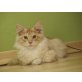 Sylvester, Maine Coon - Kater