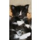 Sylvester, Maine Coon - Kater