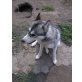 Sylvester, Siberian Husky - Rüde