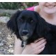 Sylvestre, Flat Coated Retriever Mix - Rüde