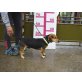 Szabolcs, Dackel-Beagle-Mix - Rüde