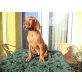 Szamos, Szittya. SZende, Magyar Vizsla Welpen - Rüde
