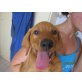 Szimat, lieber kleiner Vizsla Boy  - Rüde
