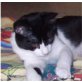 T O F I , Europäische Kurzhaarkatze - Kater