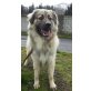 T O M, aktiv verspielter Schäferhund-Mix - Rüde