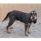 TABATHA - Griffon-Lady - Hündin