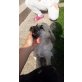 TABBY, Notpfoten aus Rumänien - Hündin