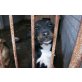 TABI ein zartes Mädchen, Chihuahua - Mix Welpen - Hündin