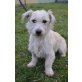 TABOO, Terrier-Mix - Rüde