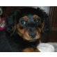 TADDI, Pflegestelle OÖ, Dackel-Spanielmix Welpen - Hündin