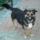TAJA, Kleines, schüchternes Hundekind - Hündin