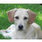 TAKY, Labradormix,Pflegestelle Fischamend Welpen - Rüde