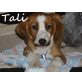 TALI.. süßes, aufgewecktes Hundebaby!, Setter-Mischling Welpen - Hündin