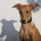TALLOS, Galgo, geb. Januar 2011 Welpen - Rüde