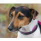 TALLY, Pflegestelle Niederösterreich, quirlige, lustige Jack-Russell - Hündin