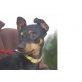 TAMA, Zwergpinscher - Hündin