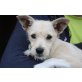 TAMAYA, Terriermischling sucht Pflege/Fixplatz Welpen - Hündin