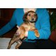 TAMBO, Pflegestelle OÖ, Dackel-Spanielmix Welpen - Rüde