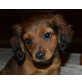 TAMIE, Pflegestelle OÖ, Dackel-Spanielmix Welpen - Hündin