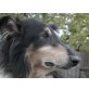 TAMINO, Collie - Rüde