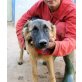 TAMMO, Schäferhund - Rüde
