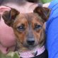 TANA - Linares, Zwergpinscher-Mischling - kastriert - Hündin