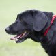 TANK - LIEBER LABBIMIX SUCHT ZUHAUSE, Labrador - Rüde