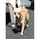 TAO, Chihuahua-Mix - Rüde