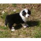 TAR-RANCH Harmony, Australian Shepherd Dog Welpen - Hündin