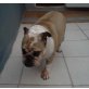 TARA, Englische Bulldogge - Hündin