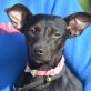 TARA - Linares, Minipodenco - kastriert - Hündin