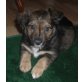 TARA, Pflegestelle Wien, Mix Welpen - Hündin