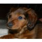 TARIM, Pflegestelle OÖ, Dackel-Spanielmix Welpen - Rüde