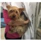 TARO, Yorkshire Terrier - Rüde