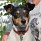 TARZAN - Ubeda, Bodeguero-Andaluz (Span. Jack-Russell) - Rüde