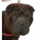 TASCHA - Pflegestelle Niederösterreich, schüchterne, freundliche SHAR PEI - Hündin