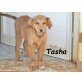 TASHA, TASHA - 5 monatige Mischlingshündin Welpen - Hündin